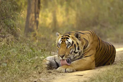 Kanha_Tiger